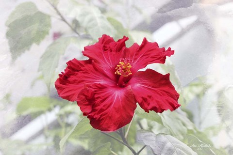 Framed Red Is Beautiful Print