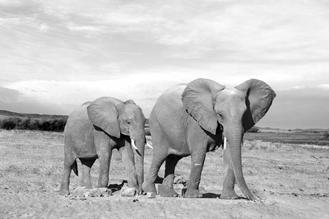 Framed Elephant Mother Print