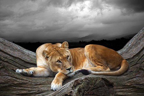 Framed Time To Rest Print