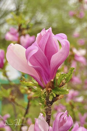 Framed Pink Flower Print