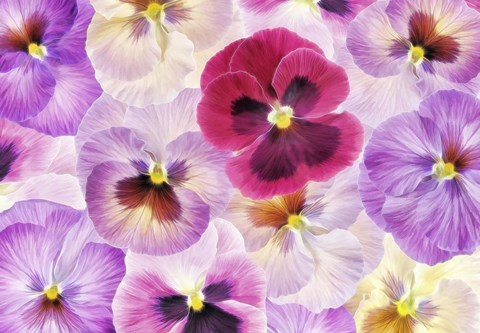 Framed Pansy Passion I Print