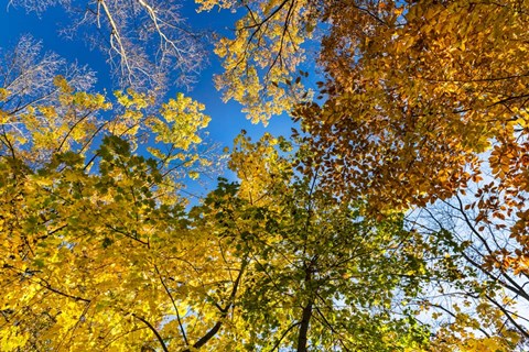 Framed Autumn Colors Print