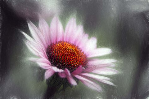 Framed Purple Coneflower Print