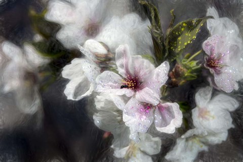 Framed Japanese Cherry Blossoms Print