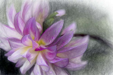 Framed Pink Dahlia 1 Print