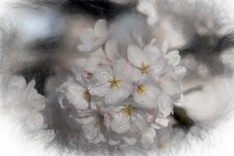 Framed White Cherry Blossom Print