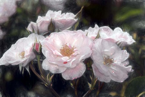 Framed Floribunda Roses Print