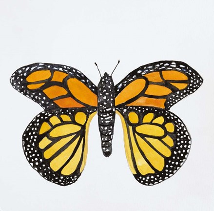 Framed Butterfly Collection Monarch Print