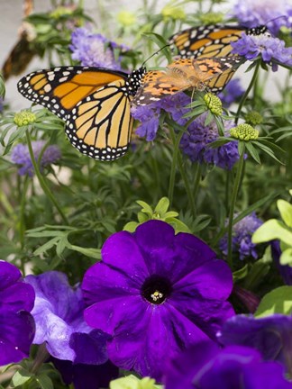 Framed Butterfly 1 Print