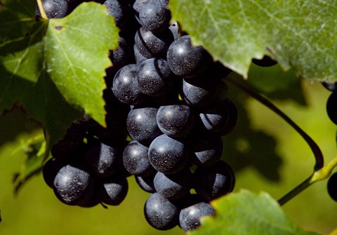 Framed Natural Detail 20 Print