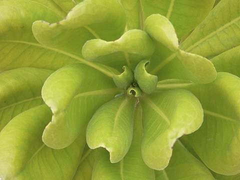 Framed Natural Detail 34 Print