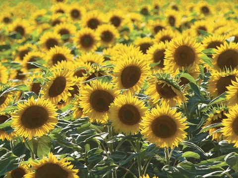 Framed Sunflower 10 Print