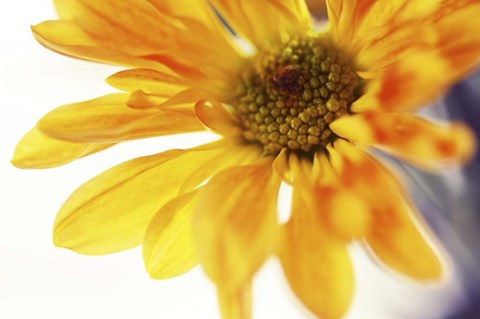 Framed Little Bit Sun in the Cold Time Print