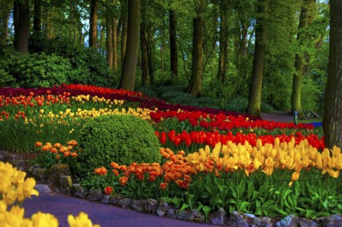 Framed Colorful Corner Keukenhof Tulips Garden 3 Print