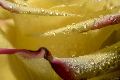 Framed Yellow and Red Rose 11 Print