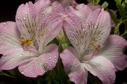 Framed Pink Alstroemerias 4 Print