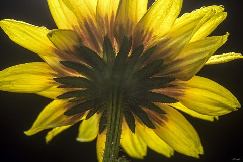 Framed Flower 2 Print