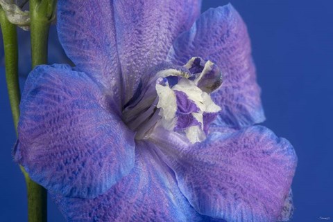 Framed Flower 7 Print