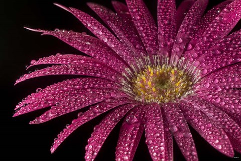 Framed Flower 20 Print