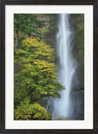 Framed Multnomah Falls color Print