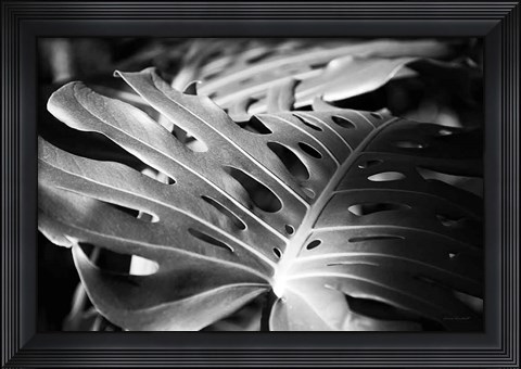 Framed Philodendron Print
