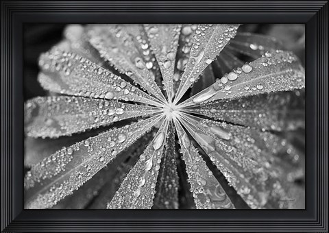 Framed Raindrops on Lupine Print