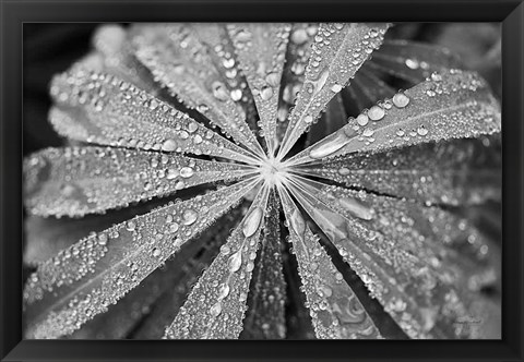 Framed Raindrops on Lupine Print