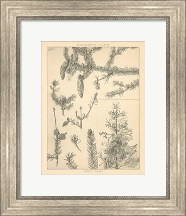 Framed Vintage Tree Sketches I Print