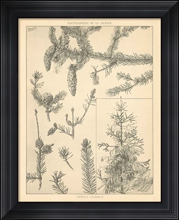 Framed Vintage Tree Sketches I Print