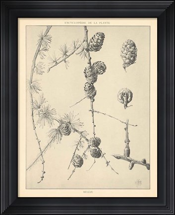 Framed Vintage Tree Sketches II Print