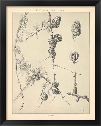 Framed Vintage Tree Sketches II Print