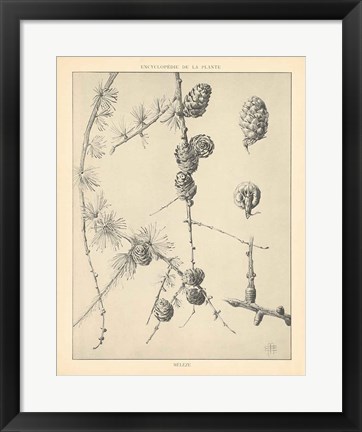 Framed Vintage Tree Sketches II Print