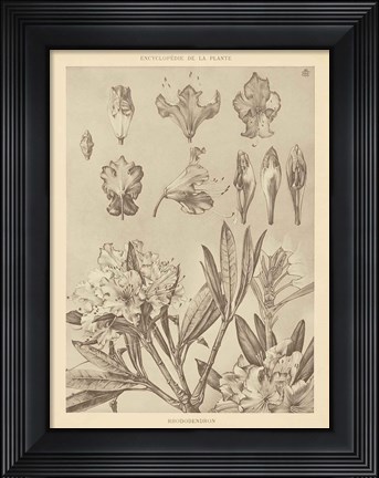 Framed Lithograph Florals IV Print