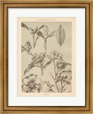 Framed Lithograph Florals II Print