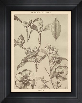 Framed Lithograph Florals II Print
