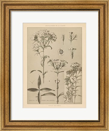 Framed Lithograph Florals III Print