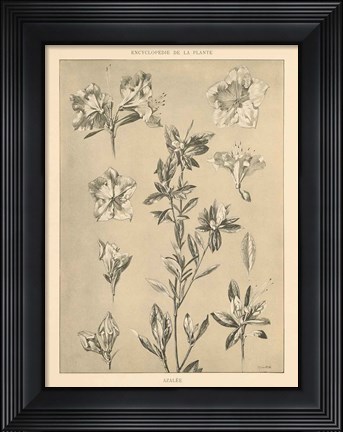 Framed Lithograph Florals I Print