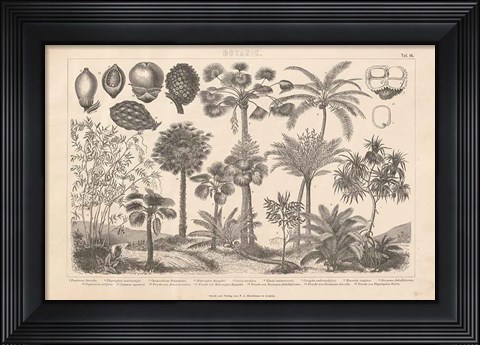 Framed Botanik II Vintage Print