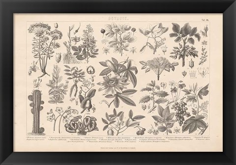 Framed Botanik I Vintage Print