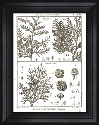 Framed Histoire Naturelle Botanique II Light Print