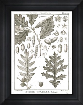Framed Histoire Naturelle Botanique I Light Print