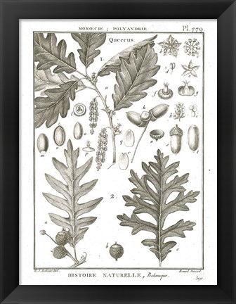 Framed Histoire Naturelle Botanique I Light Print