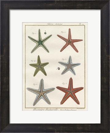 Framed Histoire Naturelle Starfish II Print