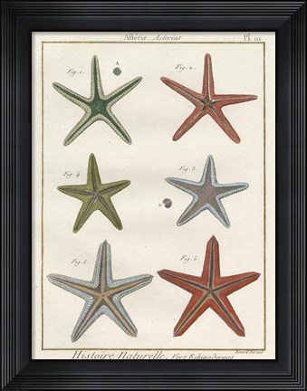 Framed Histoire Naturelle Starfish II Print