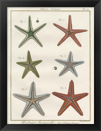 Framed Histoire Naturelle Starfish II Print