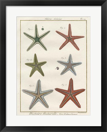 Framed Histoire Naturelle Starfish II Print