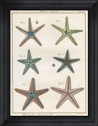 Framed Histoire Naturelle Starfish I Print