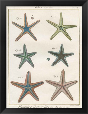 Framed Histoire Naturelle Starfish I Print