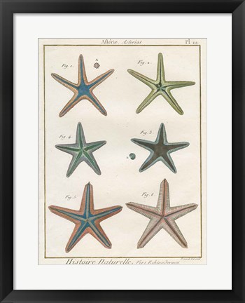 Framed Histoire Naturelle Starfish I Print