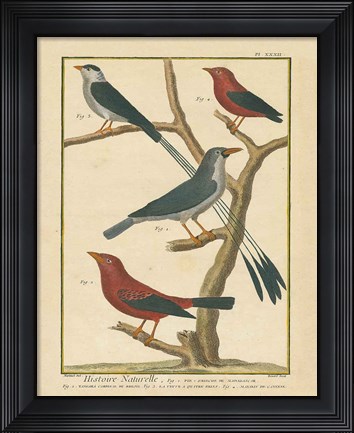 Framed Bird Drawing III Print